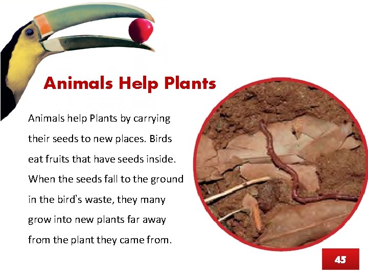 Animals Help Plants Animals help Plants by carrying their seeds to new places. Birds