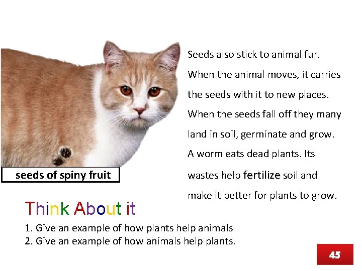 Seeds also stick to animal fur. When the animal moves, it carries the seeds