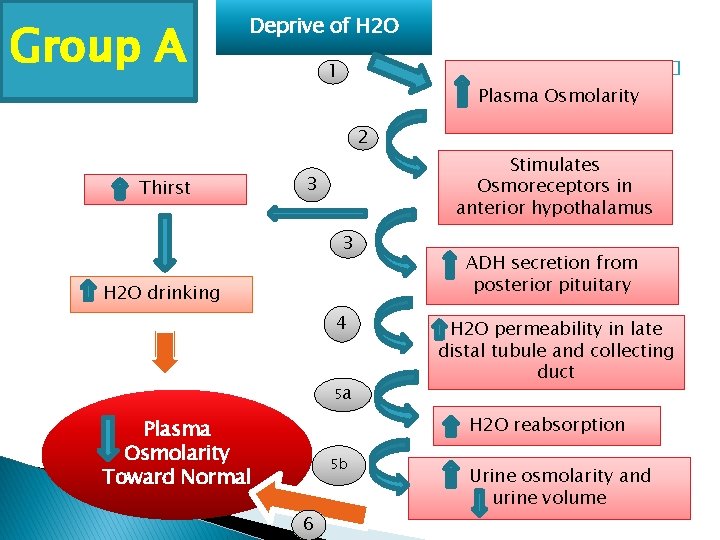 Group A Deprive of H 2 O 1 � Plasma Osmolarity 2 Thirst Stimulates
