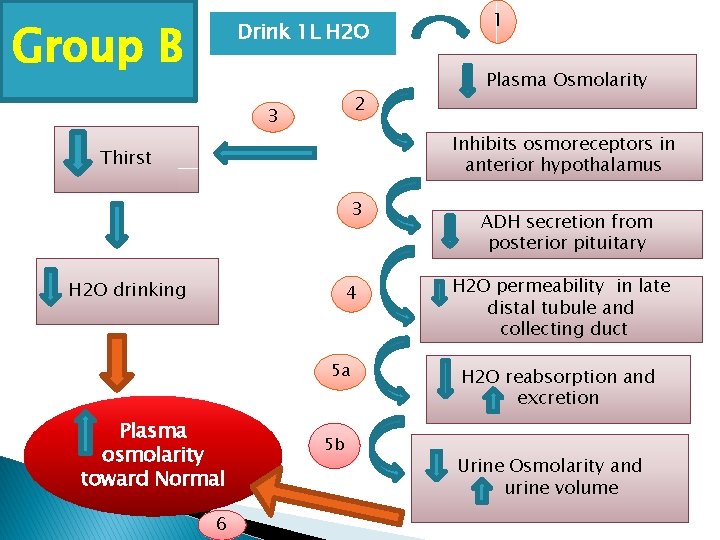 Group B Drink 1 L H 2 O 2 3 1 m Plasma Osmolarity