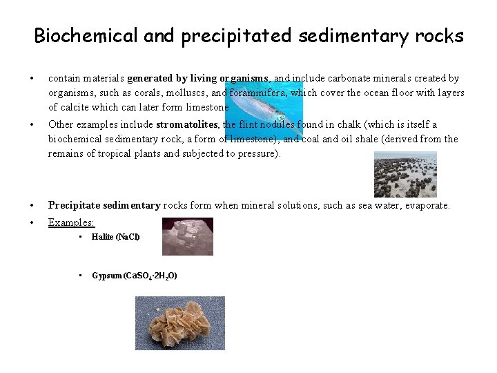 Biochemical and precipitated sedimentary rocks • contain materials generated by living organisms, and include