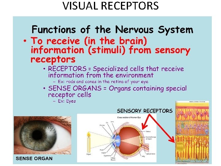 VISUAL RECEPTORS 16 