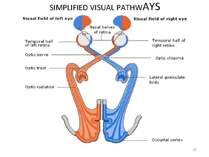 SIMPLIFIED VISUAL PATHWAYS 22 