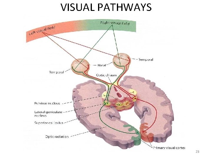 VISUAL PATHWAYS 23 