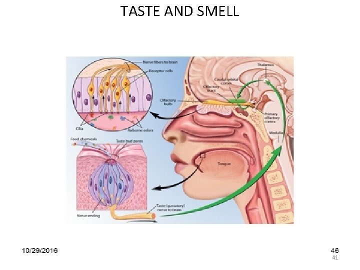 TASTE AND SMELL 41 