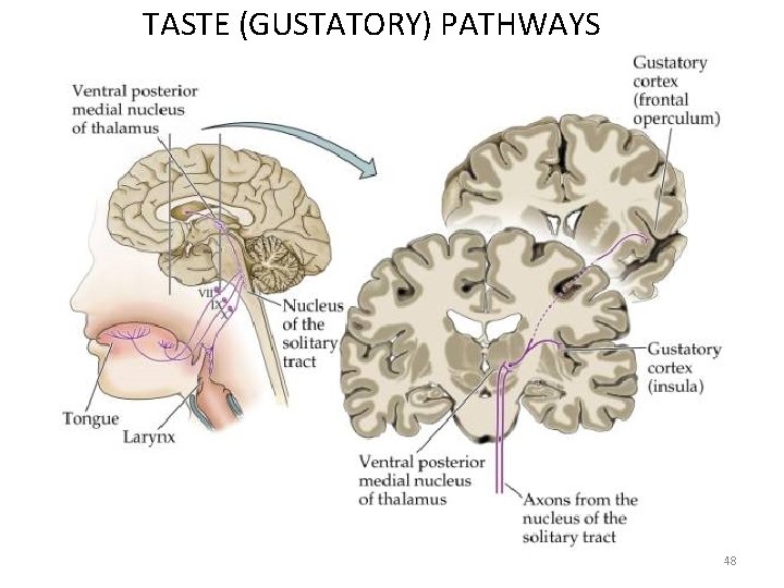 TASTE (GUSTATORY) PATHWAYS 48 