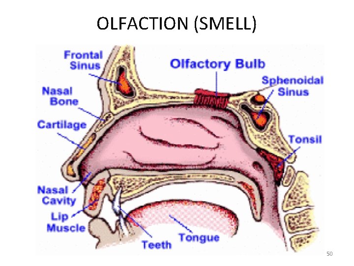 OLFACTION (SMELL) 50 