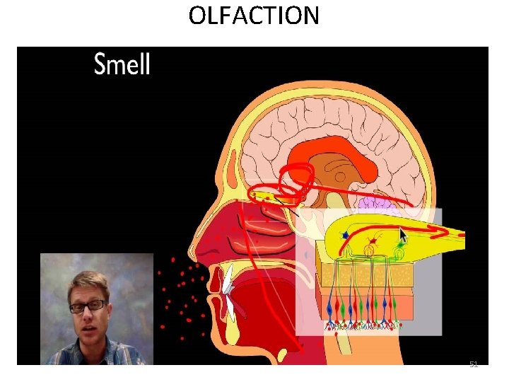 OLFACTION 51 