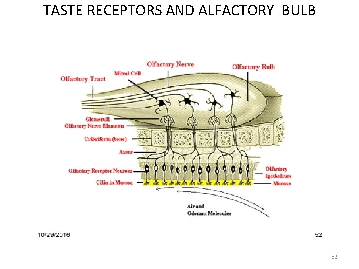 TASTE RECEPTORS AND ALFACTORY BULB 52 