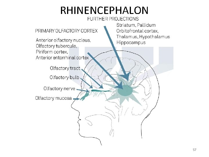 RHINENCEPHALON 57 