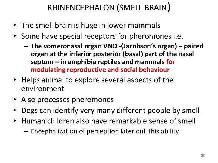 RHINENCEPHALON (SMELL BRAIN) • The smell brain is huge in lower mammals • Some