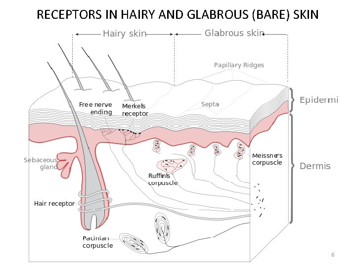 RECEPTORS IN HAIRY AND GLABROUS (BARE) SKIN 6 