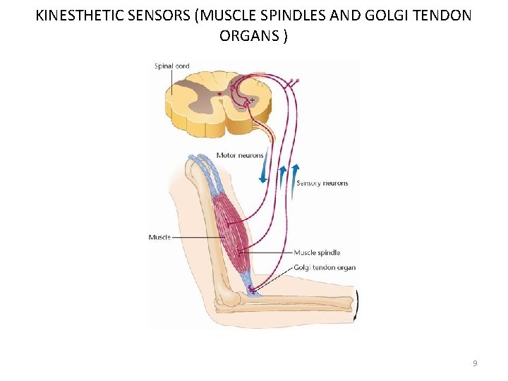 KINESTHETIC SENSORS (MUSCLE SPINDLES AND GOLGI TENDON ORGANS ) 9 