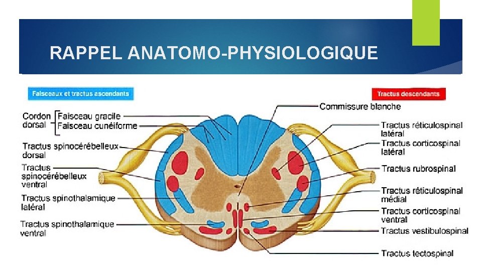 RAPPEL ANATOMO-PHYSIOLOGIQUE 