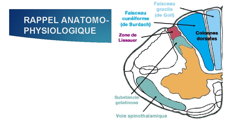 RAPPEL ANATOMOPHYSIOLOGIQUE 