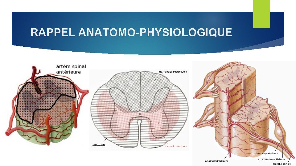 RAPPEL ANATOMO-PHYSIOLOGIQUE 