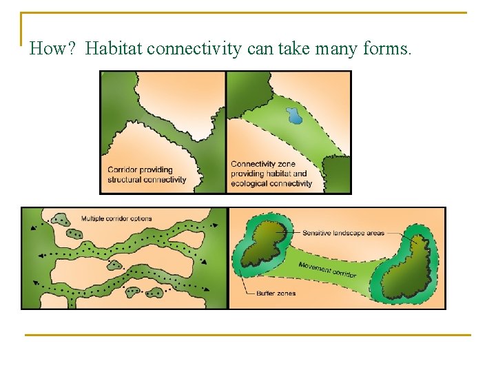 How? Habitat connectivity can take many forms. 