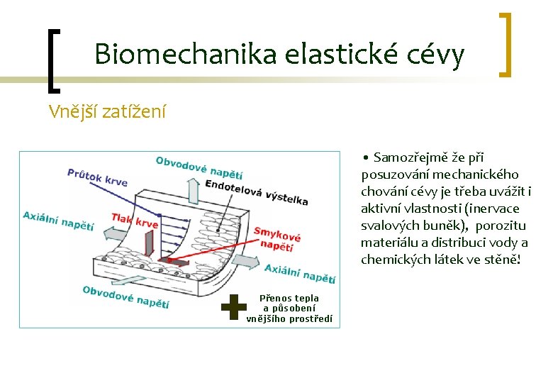 Biomechanika elastické cévy Vnější zatížení • Samozřejmě že při posuzování mechanického chování cévy je