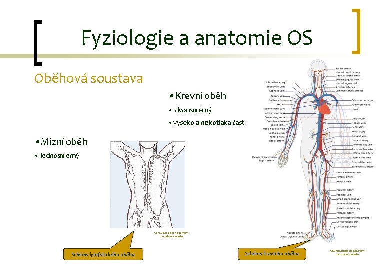 Fyziologie a anatomie OS Oběhová soustava • Krevní oběh • dvousměrný • vysoko a