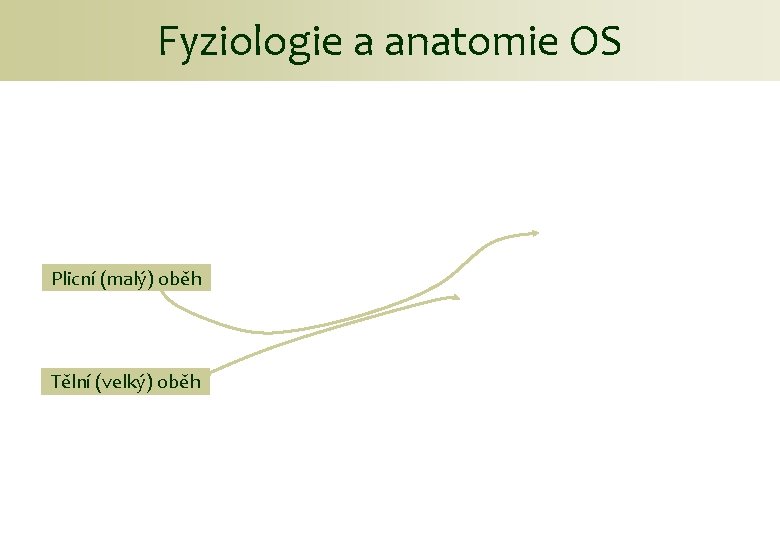 Fyziologie a anatomie OS Plicní (malý) oběh Tělní (velký) oběh 