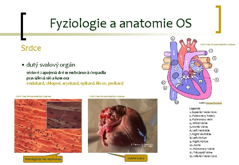 Fyziologie a anatomie OS Srdce GNU Free Documentation License • dutý svalový orgán sériově