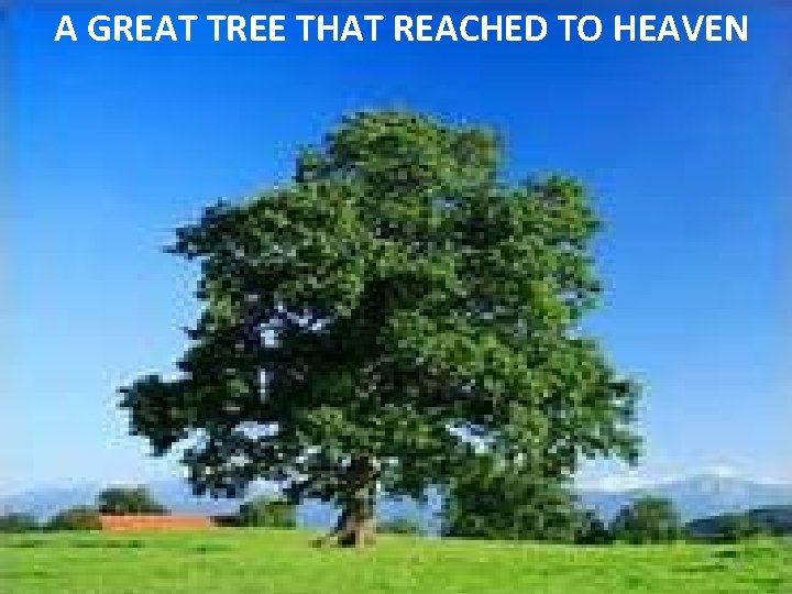 A GREAT TREE THAT REACHED TO HEAVEN 21 