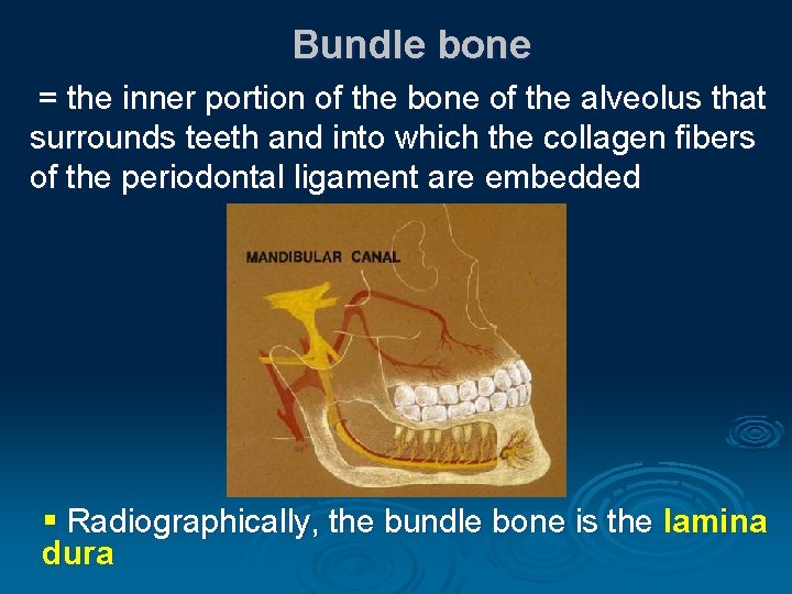 Bundle bone = the inner portion of the bone of the alveolus that surrounds