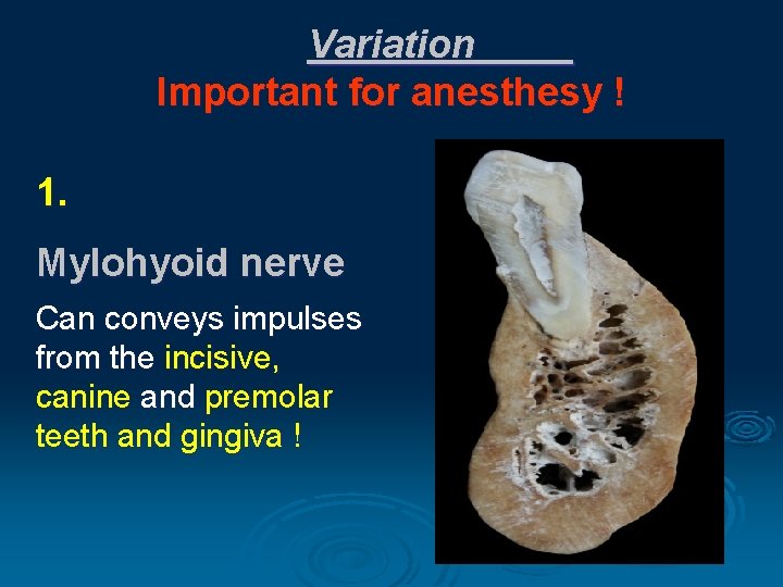 Variation Important for anesthesy ! 1. Mylohyoid nerve Can conveys impulses from the incisive,