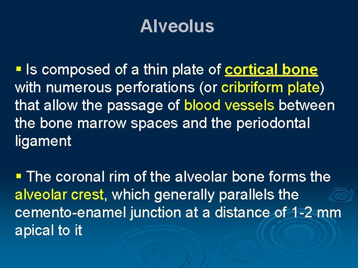 Alveolus § Is composed of a thin plate of cortical bone with numerous perforations