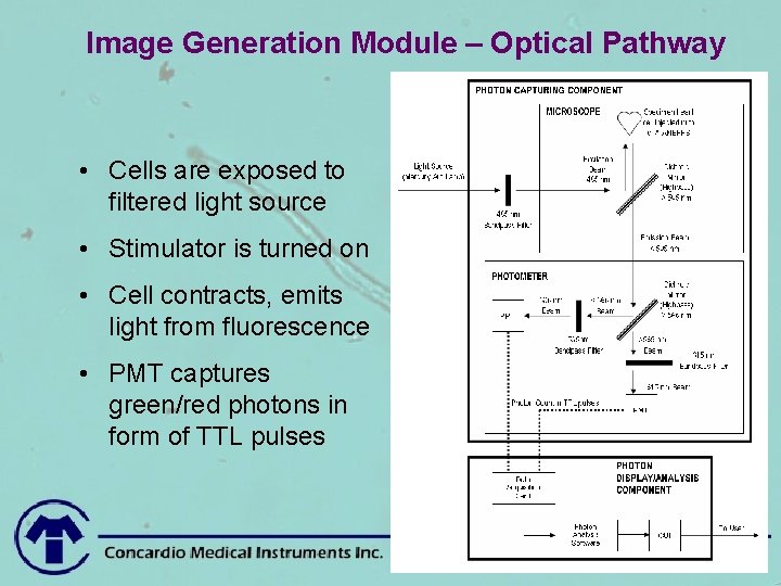 Image Generation Module – Optical Pathway • Cells are exposed to filtered light source