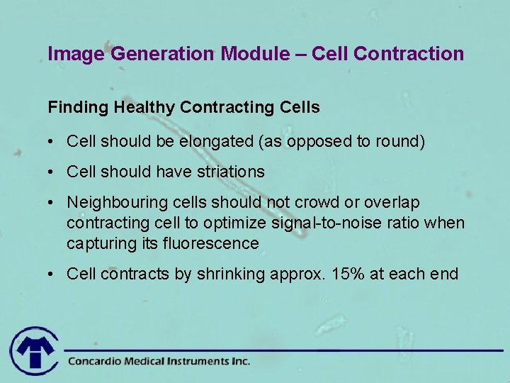 Image Generation Module – Cell Contraction Finding Healthy Contracting Cells • Cell should be