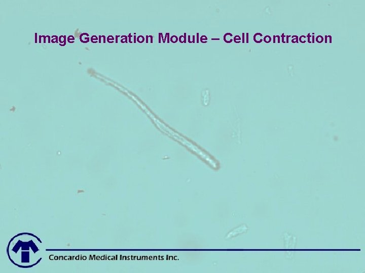 Image Generation Module – Cell Contraction 