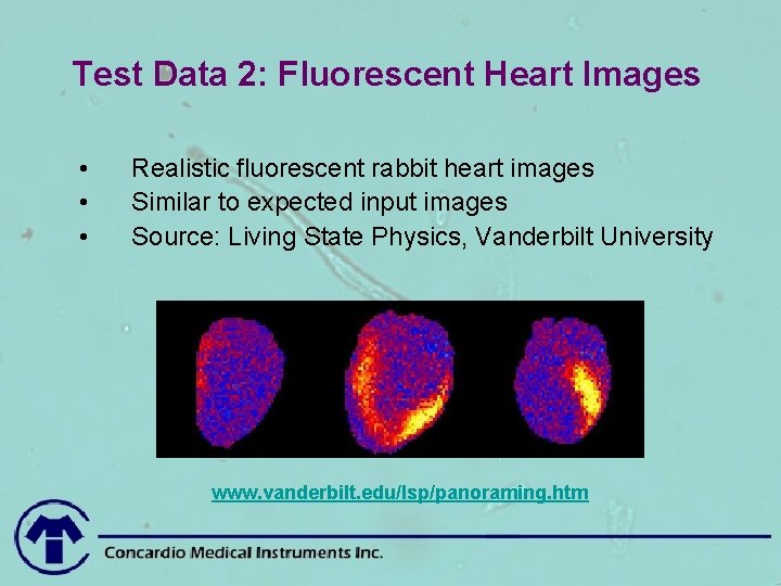 Test Data 2: Fluorescent Heart Images • • • Realistic fluorescent rabbit heart images