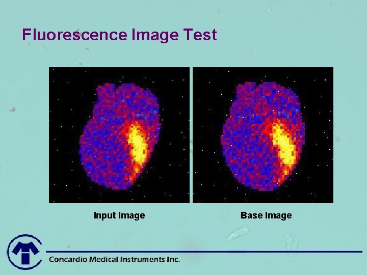 Fluorescence Image Test Input Image Base Image 