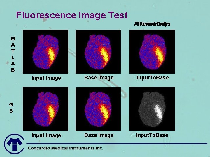 Fluorescence Image Test All Interior Landmarks Only M A T L A B Input