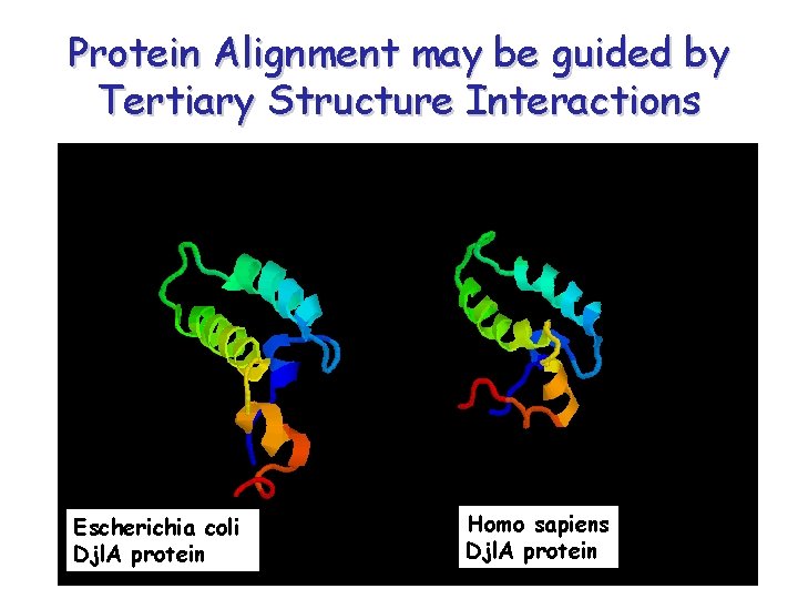 Protein Alignment may be guided by Tertiary Structure Interactions Escherichia coli Djl. A protein Protein Alignment may be guided by Tertiary Structure Interactions Escherichia coli Djl. A protein