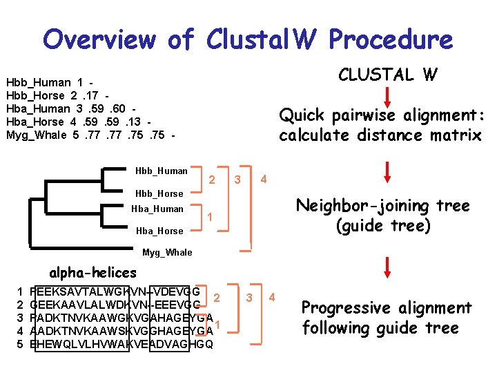 Overview of Clustal. W Procedure CLUSTAL W Hbb_Human 1 Hbb_Horse 2. 17 Hba_Human 3. Overview of Clustal. W Procedure CLUSTAL W Hbb_Human 1 Hbb_Horse 2. 17 Hba_Human 3.
