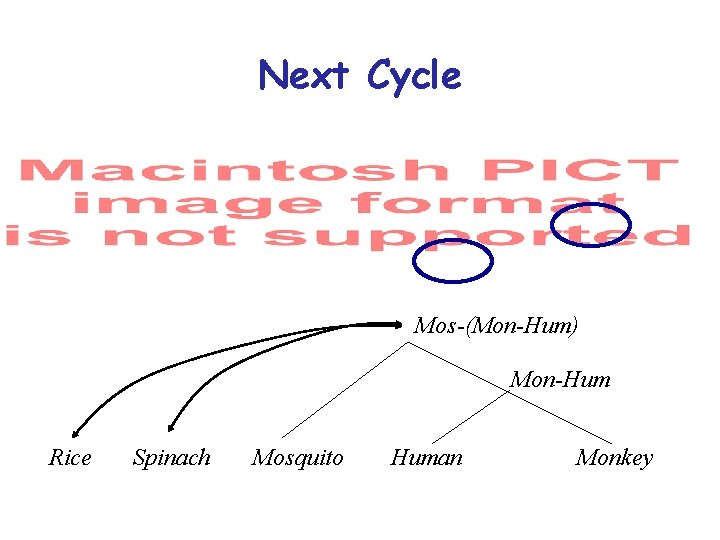 Next Cycle Mos-(Mon-Hum) Mon-Hum Rice Spinach Mosquito Human Monkey Next Cycle Mos-(Mon-Hum) Mon-Hum Rice Spinach Mosquito Human Monkey