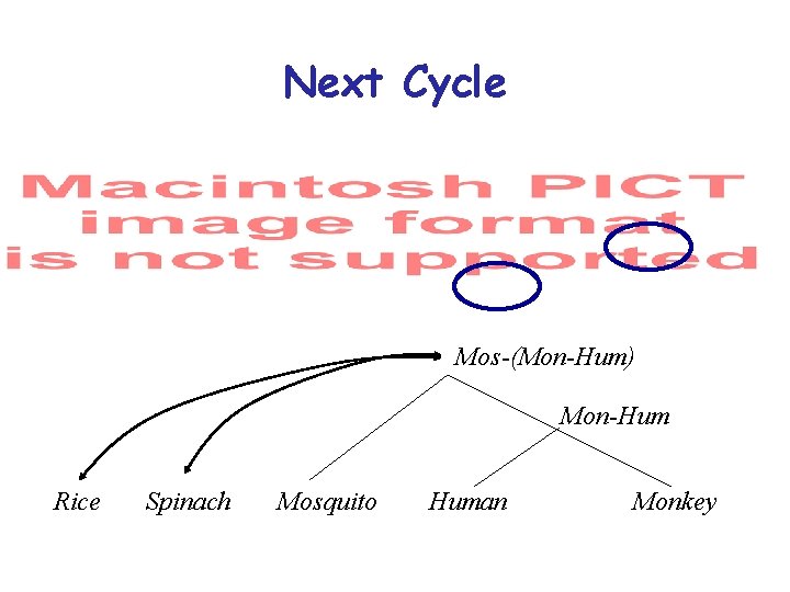 Next Cycle Mos-(Mon-Hum) Mon-Hum Rice Spinach Mosquito Human Monkey 