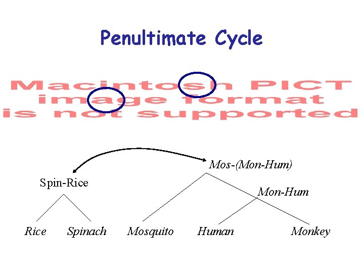 Penultimate Cycle Mos-(Mon-Hum) Spin-Rice Spinach Mon-Hum Mosquito Human Monkey 