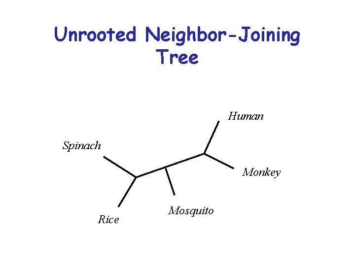 Unrooted Neighbor-Joining Tree Human Spinach Monkey Rice Mosquito 