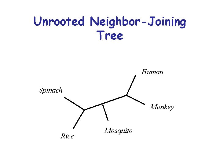 Unrooted Neighbor-Joining Tree Human Spinach Monkey Rice Mosquito Unrooted Neighbor-Joining Tree Human Spinach Monkey Rice Mosquito