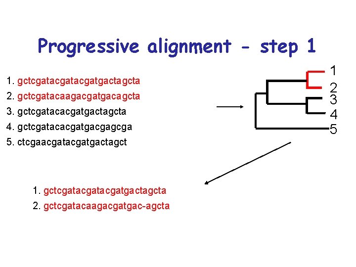 Progressive alignment - step 1 1. gctcgatacgatgactagcta 2. gctcgatacaagacgatgacagcta 3. gctcgatacacgatgactagcta 4. gctcgatacacgatgacgagcga 5.