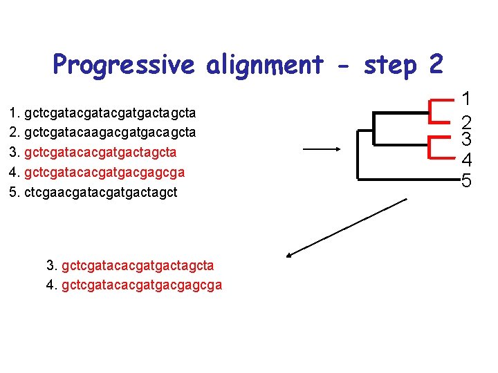 Progressive alignment - step 2 1. gctcgatacgatgactagcta 2. gctcgatacaagacgatgacagcta 3. gctcgatacacgatgactagcta 4. gctcgatacacgatgacgagcga 5.