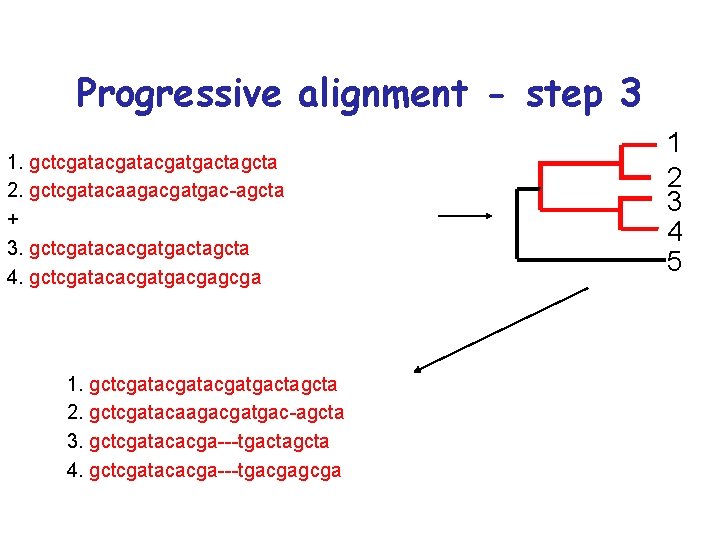 Progressive alignment - step 3 1. gctcgatacgatgactagcta 2. gctcgatacaagacgatgac-agcta + 3. gctcgatacacgatgactagcta 4. gctcgatacacgatgacgagcga