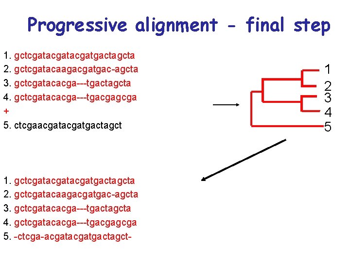 Progressive alignment - final step 1. gctcgatacgatgactagcta 2. gctcgatacaagacgatgac-agcta 3. gctcgatacacga---tgactagcta 4. gctcgatacacga---tgacgagcga +