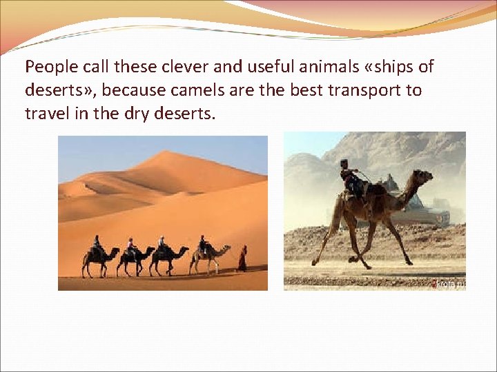 People call these clever and useful animals «ships of deserts» , because camels are
