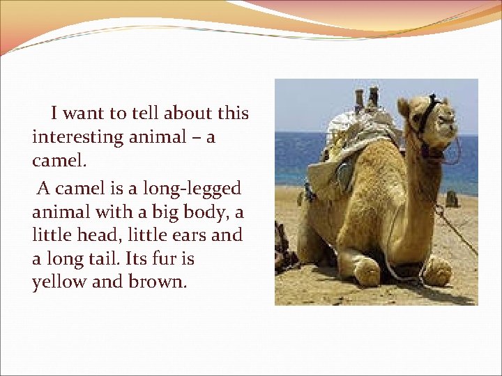 I want to tell about this interesting animal – a camel. A camel