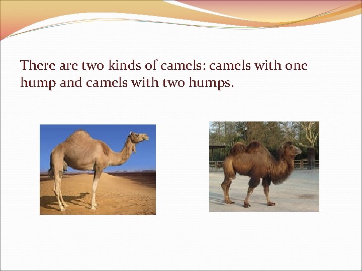 There are two kinds of camels: camels with one hump and camels with two