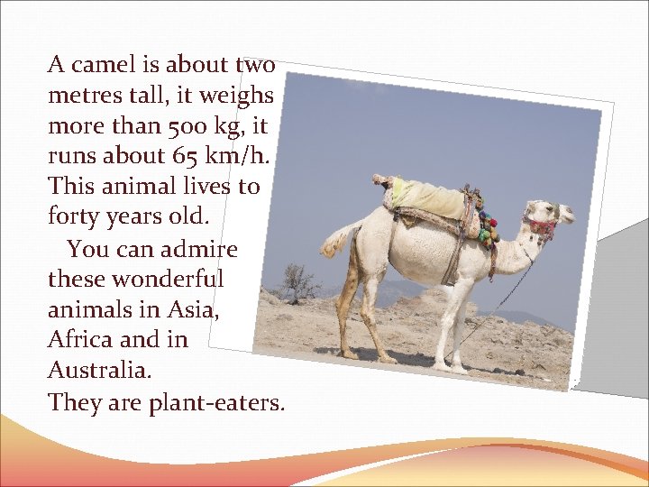 A camel is about two metres tall, it weighs more than 500 kg, it